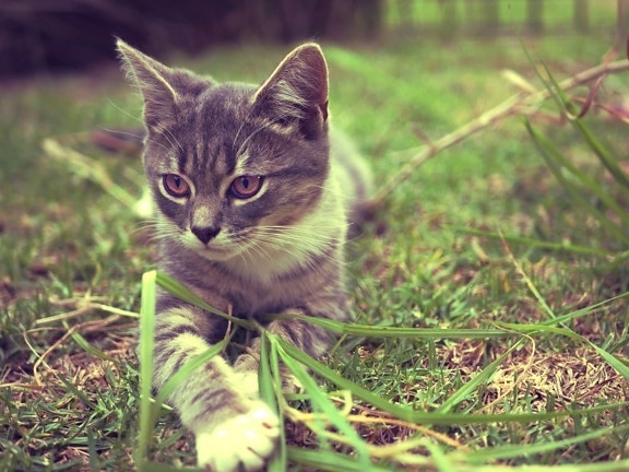 zvíře, příroda, kotě, domácí kočka, roztomilý, kočičí, tráva, mladý, kočička, kožešina