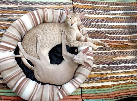 gato doméstico, interior, colorido, animal, cobertor