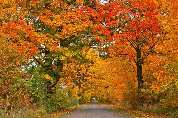 forest road, asphalt, landscape, nature, leaf, tree, autumn, foliage