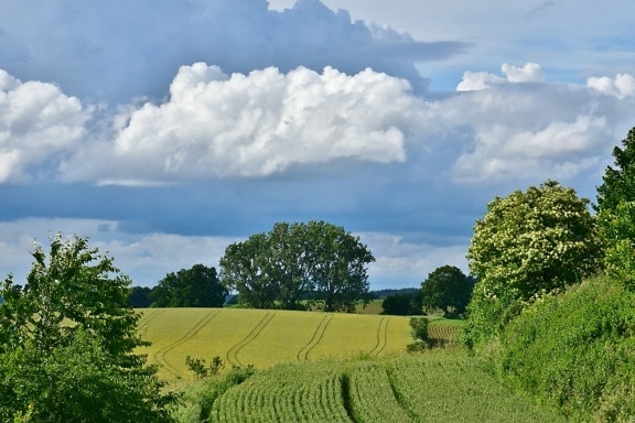 поле, пейзаж, синьо небе, природа, облак, дърво, селските райони, селско стопанство