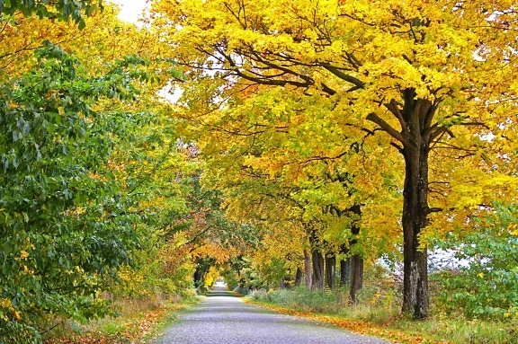 dřevo, příroda, strom, silnice, list, krajina, podzim, rostlina