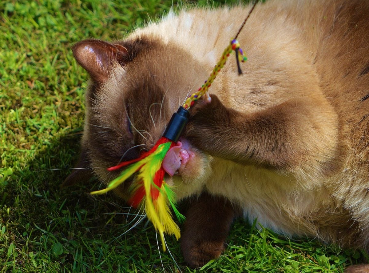 cat, playful, fur, cute, green grass, animal