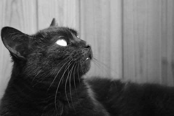 chat noir, portrait, animal, monochrome, Kitty, félin, chaton, fourrure, moustaches
