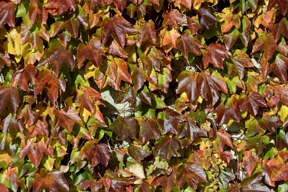 Ivy, tekstur, tre, brunt blad, mønster, natur, plante, høst