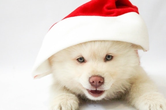 christmas, hat, animal, fur, cute, dog, adorable, photo studio