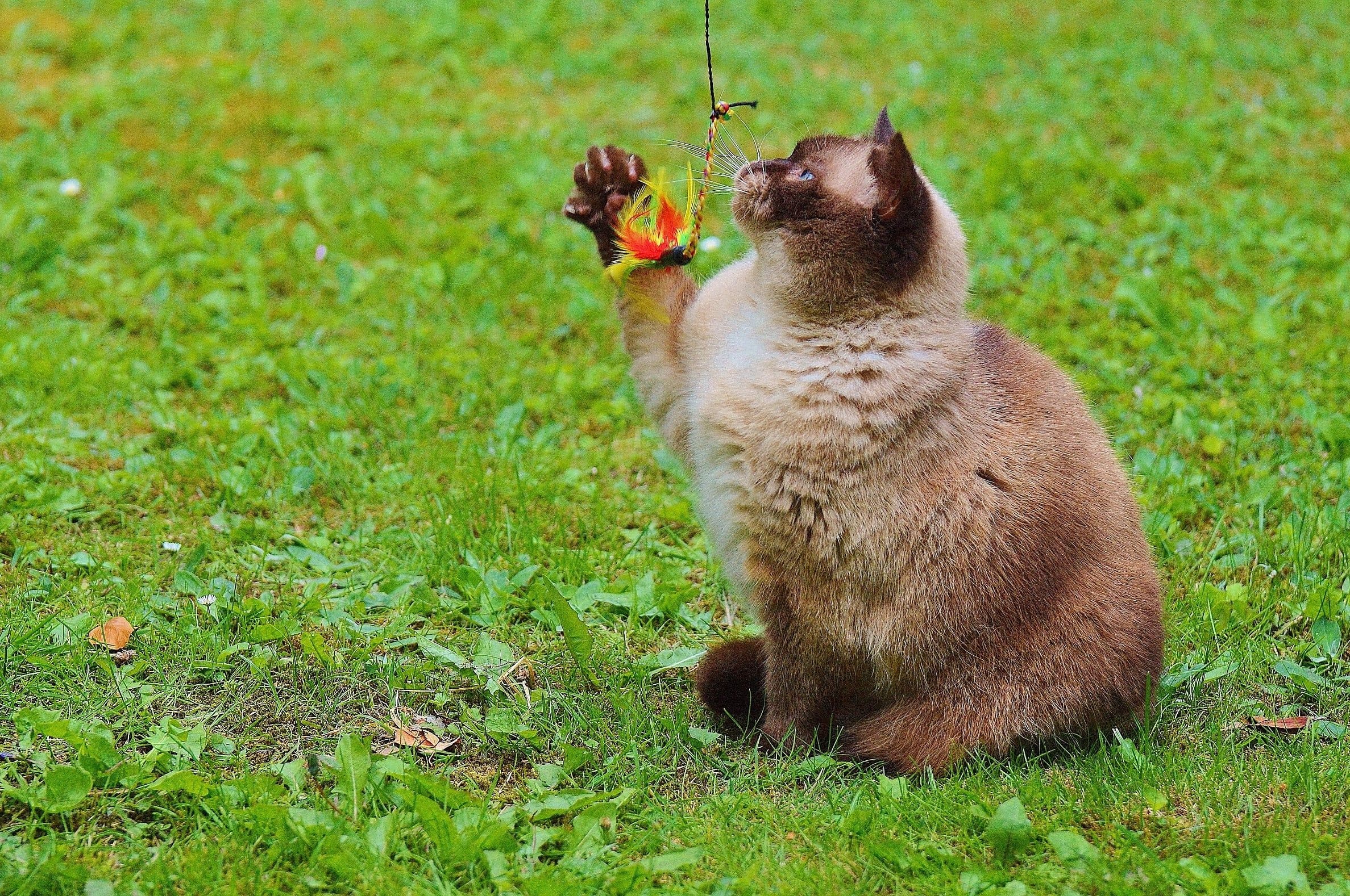 フリー写真画像 かわいい 草 動物 猫 ネコ科 毛皮 子猫 キティ アウトドア