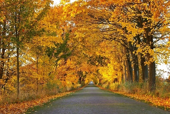 дорога, дерево, пейзаж, природа, дерево, лист, осень, Лесная дорога