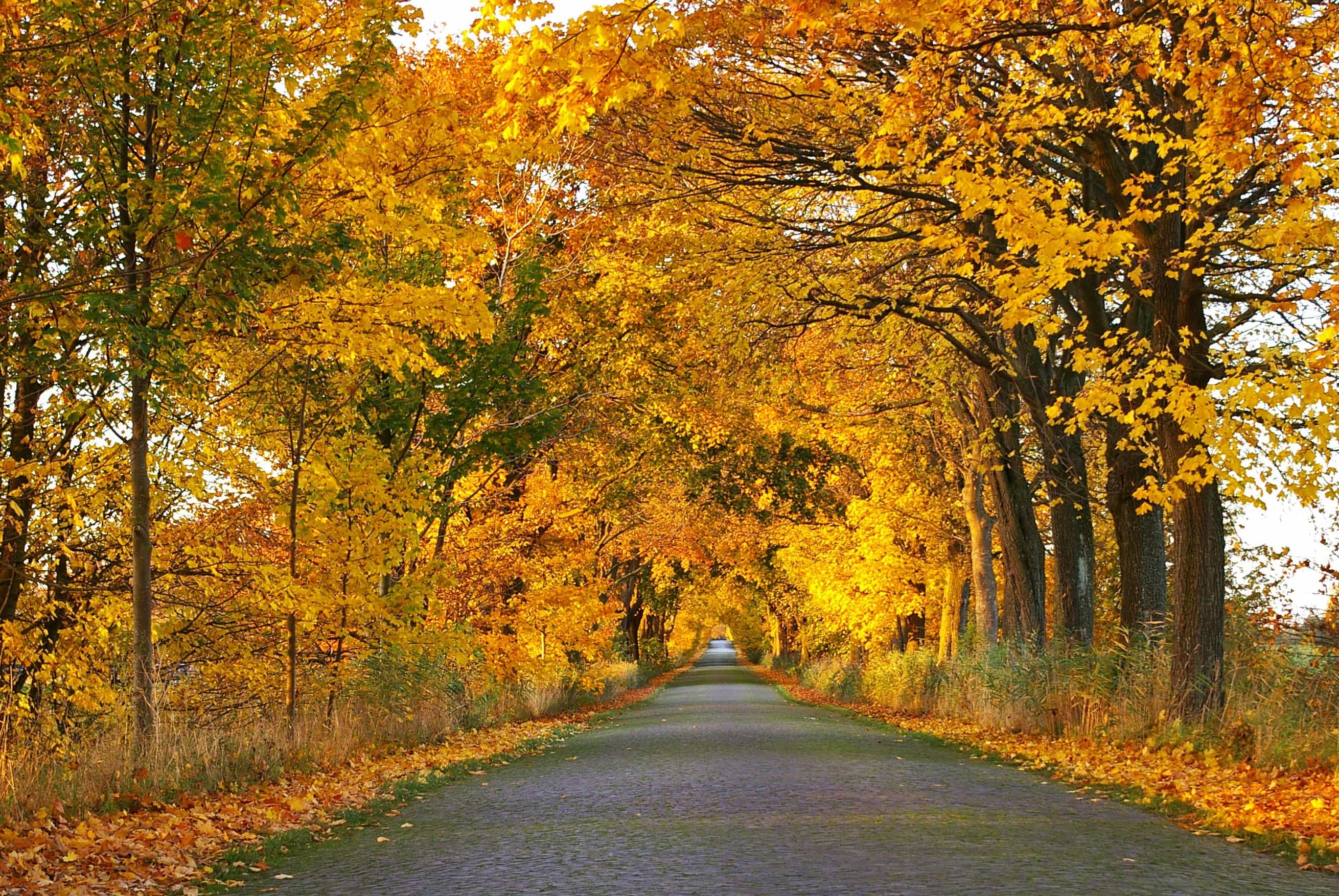Free picture: road, wood, landscape, nature, tree, leaf, autumn, forest road