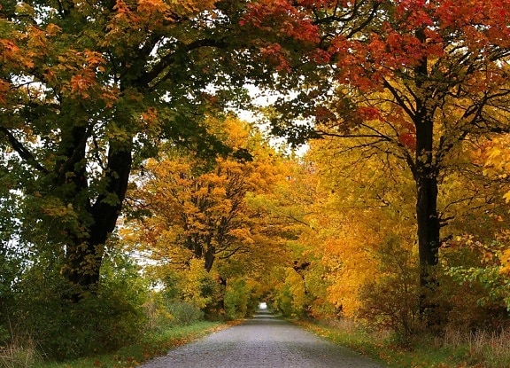 daun, pohon, alam, pemandangan, kayu, musim gugur musim, hutan road, dedaunan