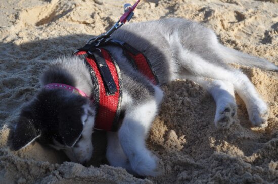 animal, dog leash, cute, dog, sand, shadow, puppy, canine