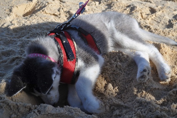 животно, куче каишка, сладък, куче, пясък, сянка, кученце, кучешки