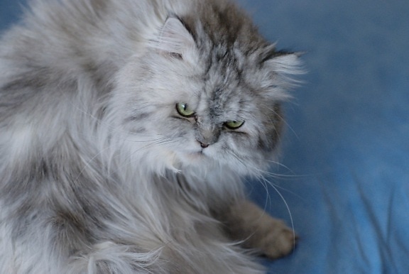 Gato persa, animal, gatinho, gato cinzento, bonito, pele, retrato, felino, vaquinha, bigodes