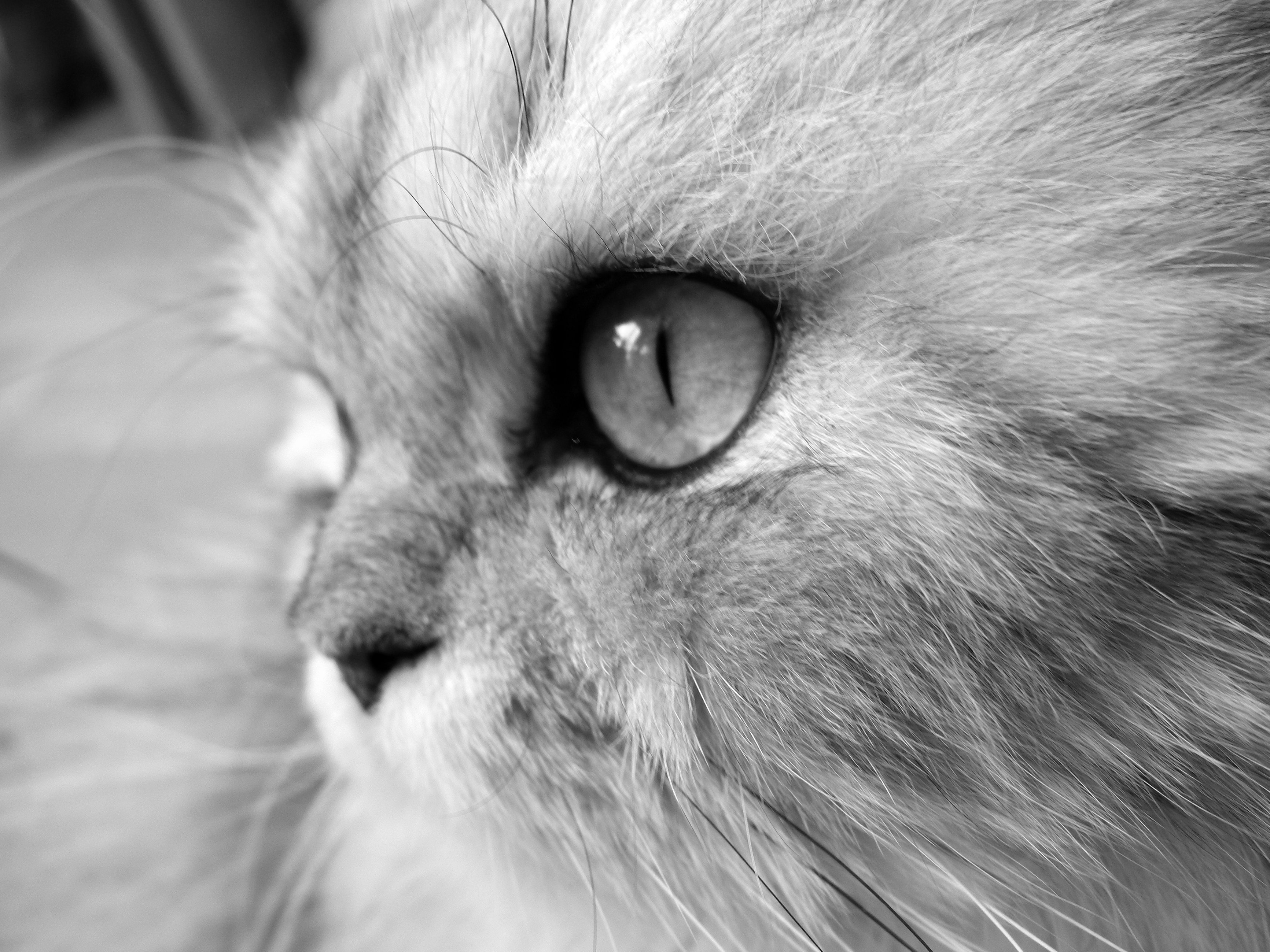 フリー写真画像 猫 毛皮 モノクロ かわいい 肖像画 目 子猫 動物 猫 キティ
