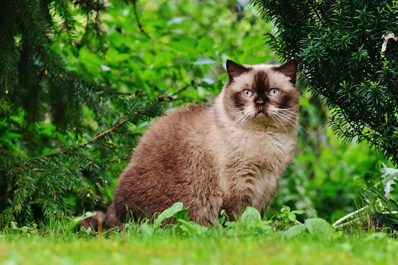 hierba verde, naturaleza, gatito, gato, felino, gatito, piel, lindo, barbas