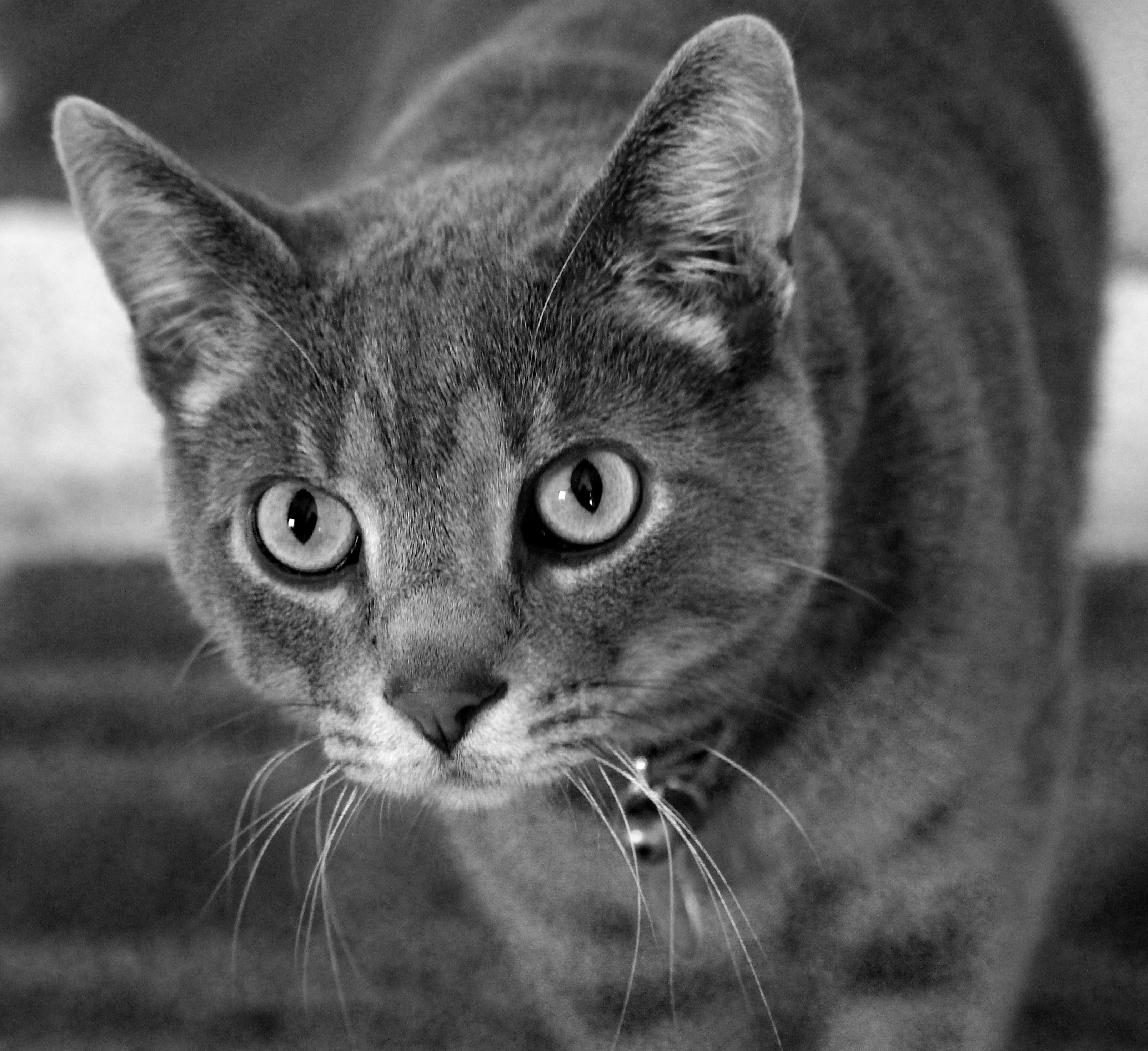 フリー写真画像 かわいい 目 肖像画 毛皮 国産猫 モノクロ 子猫 ひげ 動物 ネコ