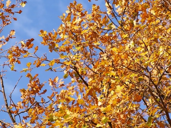 листья, природа, ветка, дерево, тополь, завод, осень, Голубое небо, лес