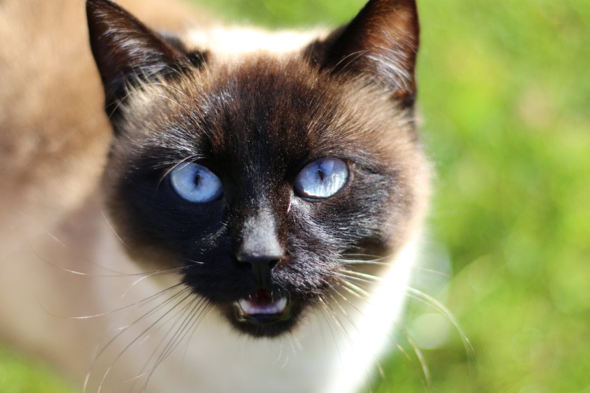 Siamská kočka, roztomilý, oko, kožešina, zvíře, portrét, kočičí, kotě, oči