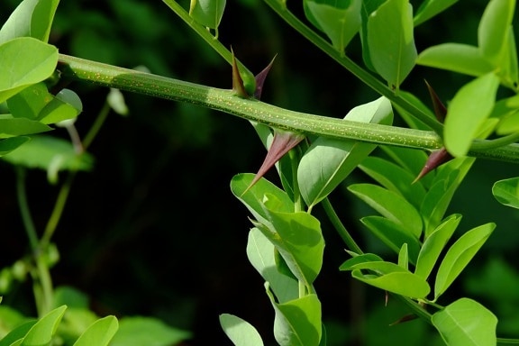 green leaf, thorn, spike, nature, garden, ecology, herb, branch, outdoor