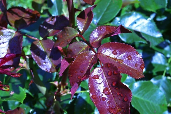 nature, green leaf, rain, dew, plant, branch, shrub, moisture, ecology