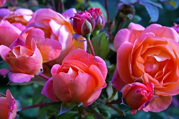 red rose, flower bud, nature, garden, leaf, petal, daylight, pink, blossom