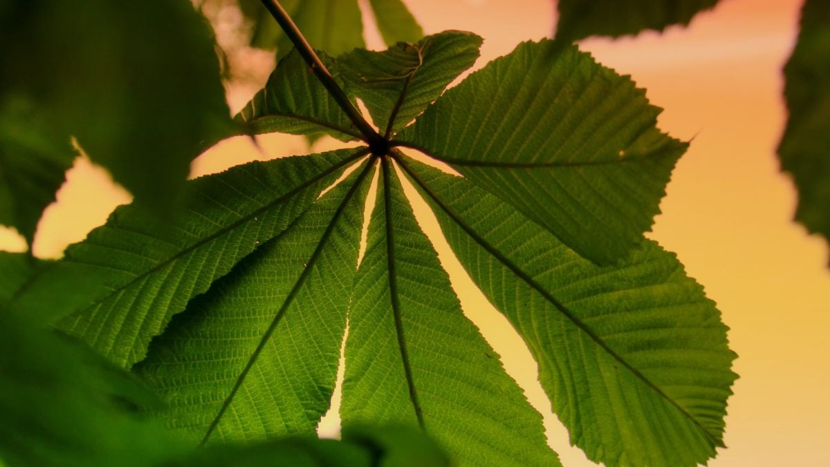 nature, green leaf, shadow, plant, tree, foliage, forest, summer, green