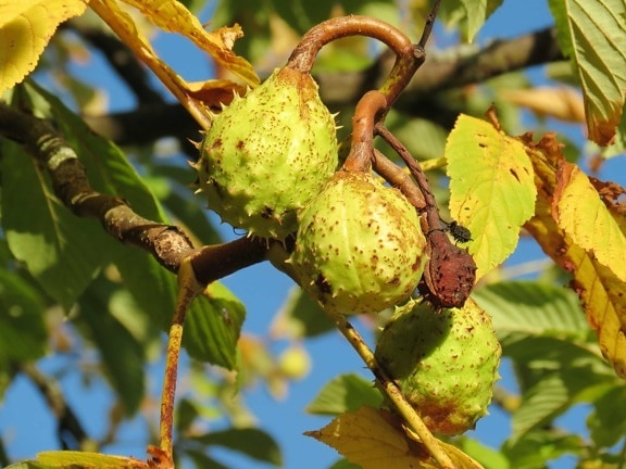 Castanea sativa, chestnut, seed, branch, tree, branch, leaf, nature, seed, plant, outdoor