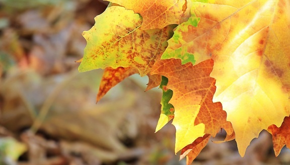 alam, daun kering, musim gugur, pohon oak, hutan, tanaman