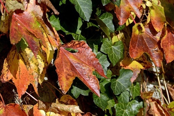 foglia dell'edera, natura, autunno, erba, filiale, arbusto, fogliame, variopinto