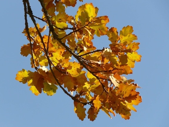 suchý list, příroda, větev, strom, modrá obloha, bylina, podzimní sezóna, Les, zeleň
