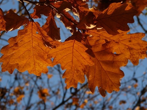 arbre, nature, feuille brune, automne, feuillage, forêt, branche, saison d'automne