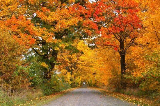 Free picture: leaf, tree, wood, landscape, nature, forest road, grass ...