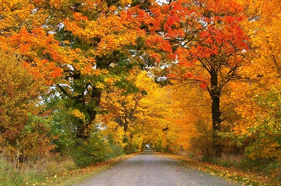 strom, príroda, drevo, lístie, krajina, asfalt, jeseň, Les