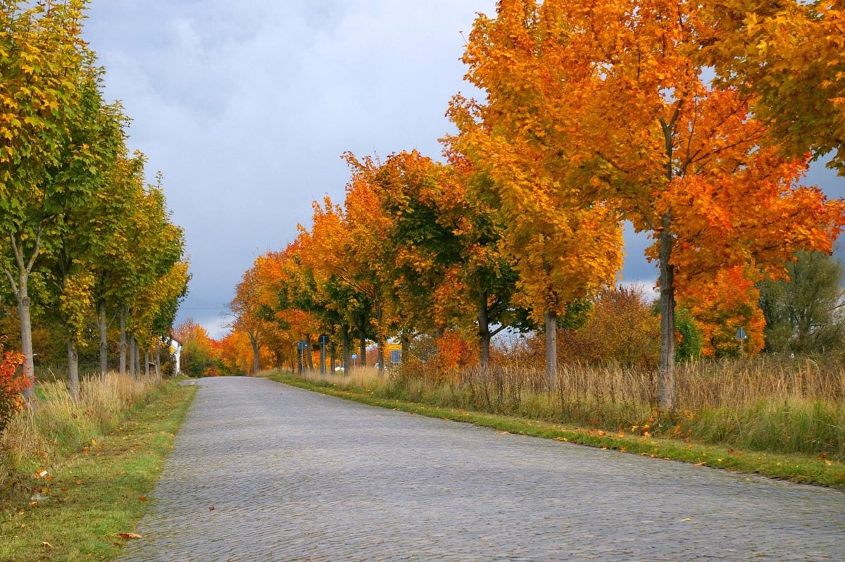 estrada, madeira, folha, asfalto, árvore, natureza, paisagem, outono, céu azul, floresta