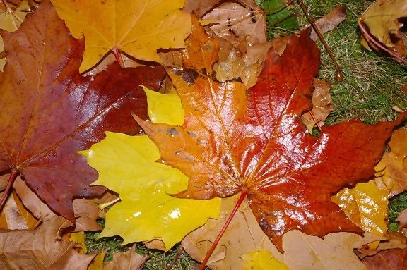 mokrý list, strom, jeseň, dubový list, Les, lístie