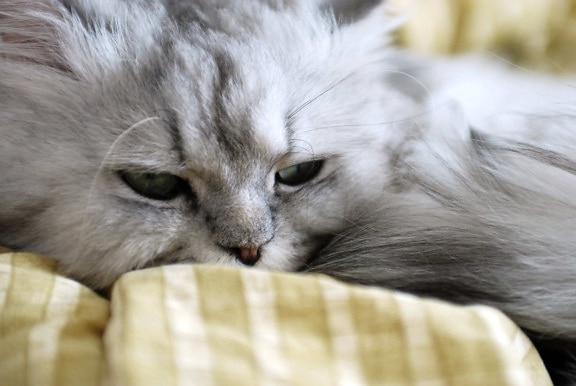 grå kattunge, persisk katt, öga, djur, porträtt, gulligt, päls, felint