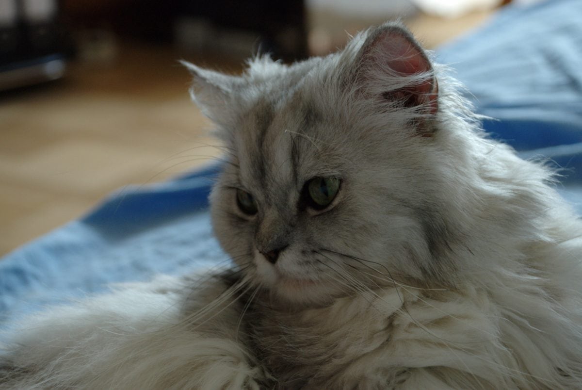 Сибирский Болоньез кошки