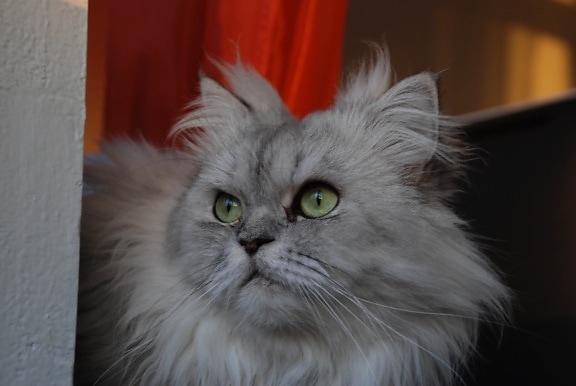 животное, портрет, котенок, персидская кошка, кошачья, мех, тень, усы