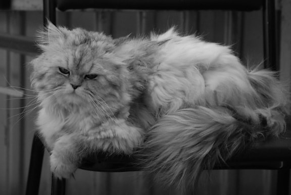 Perská kočka, kotě, zvíře, kožešina, portrét, kočičí, roztomilý, kočička, vousy