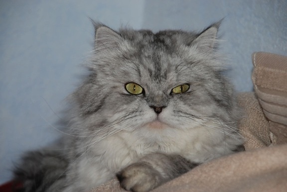 Персидский кот, котенок, портрет, Крытый, мех, котенок, усы