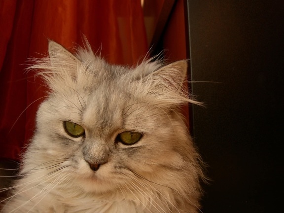 gatito gris, lindo, animal, gato persa, retrato, ojo, de interior