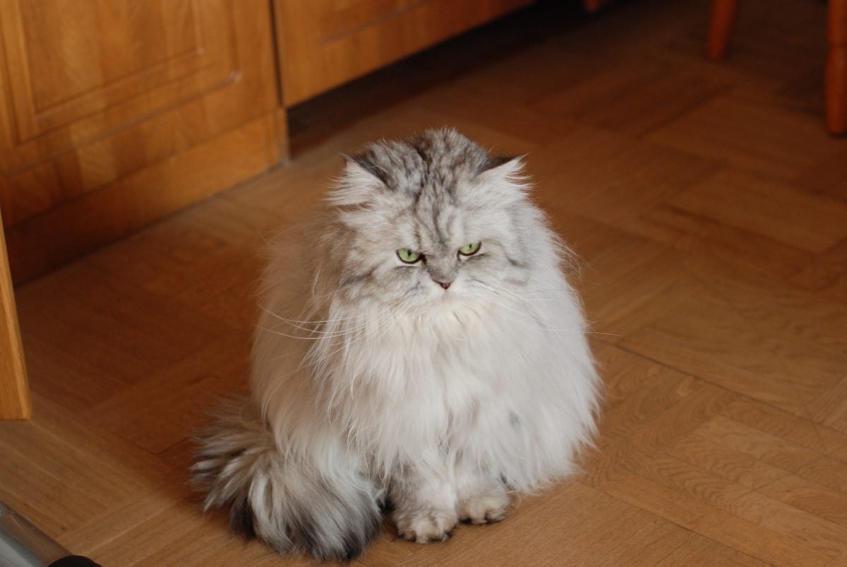 Perzský mačka, podlaha, parkety, mačiatko, rozkošný, fúzy