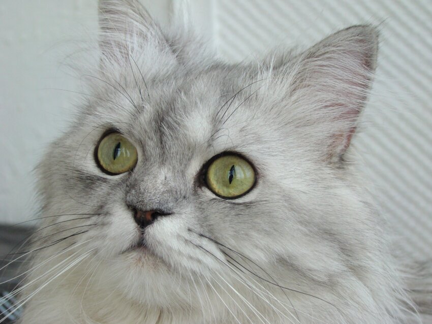 Free picture: cute, Persian cat, animal, eye, grey kitten, portrait, feline