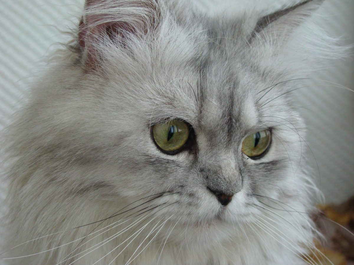 Cute, portrett, øye, persisk katten, dyr, feline, grå kattunge, kattunge, fur