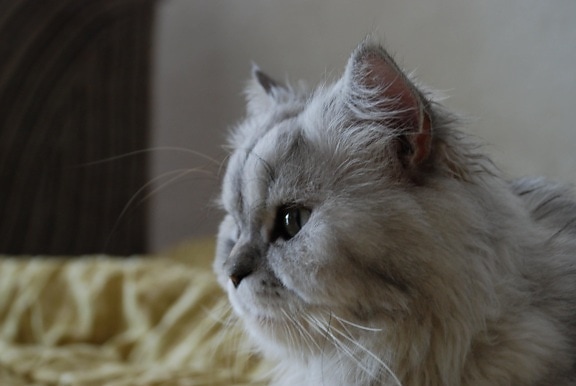 животно, портрет, умен, персийски котка, котешки, коте, кожа, сиво коте, мустаци