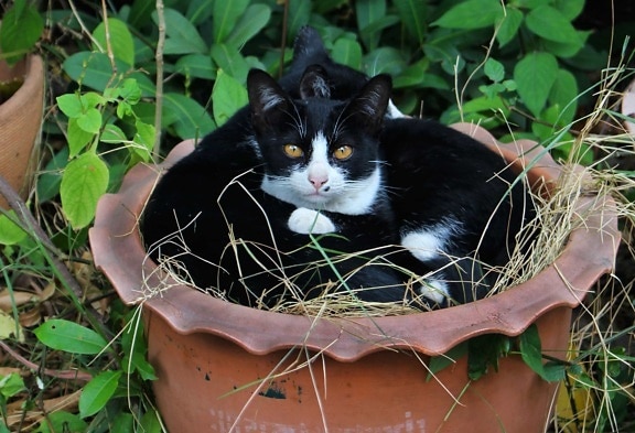 милий, природа, кішка, чорний кошеня, тварина, котячих, Кітті, хутро, сад
