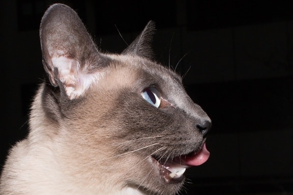 Домашняя кошка, сиамские кошки, милый, глаз, кошачьих, язык, голова, портрет