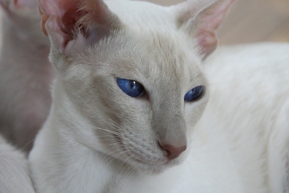 Портрет, белый кот, милый, животное, голубые глаза, котенок, мех