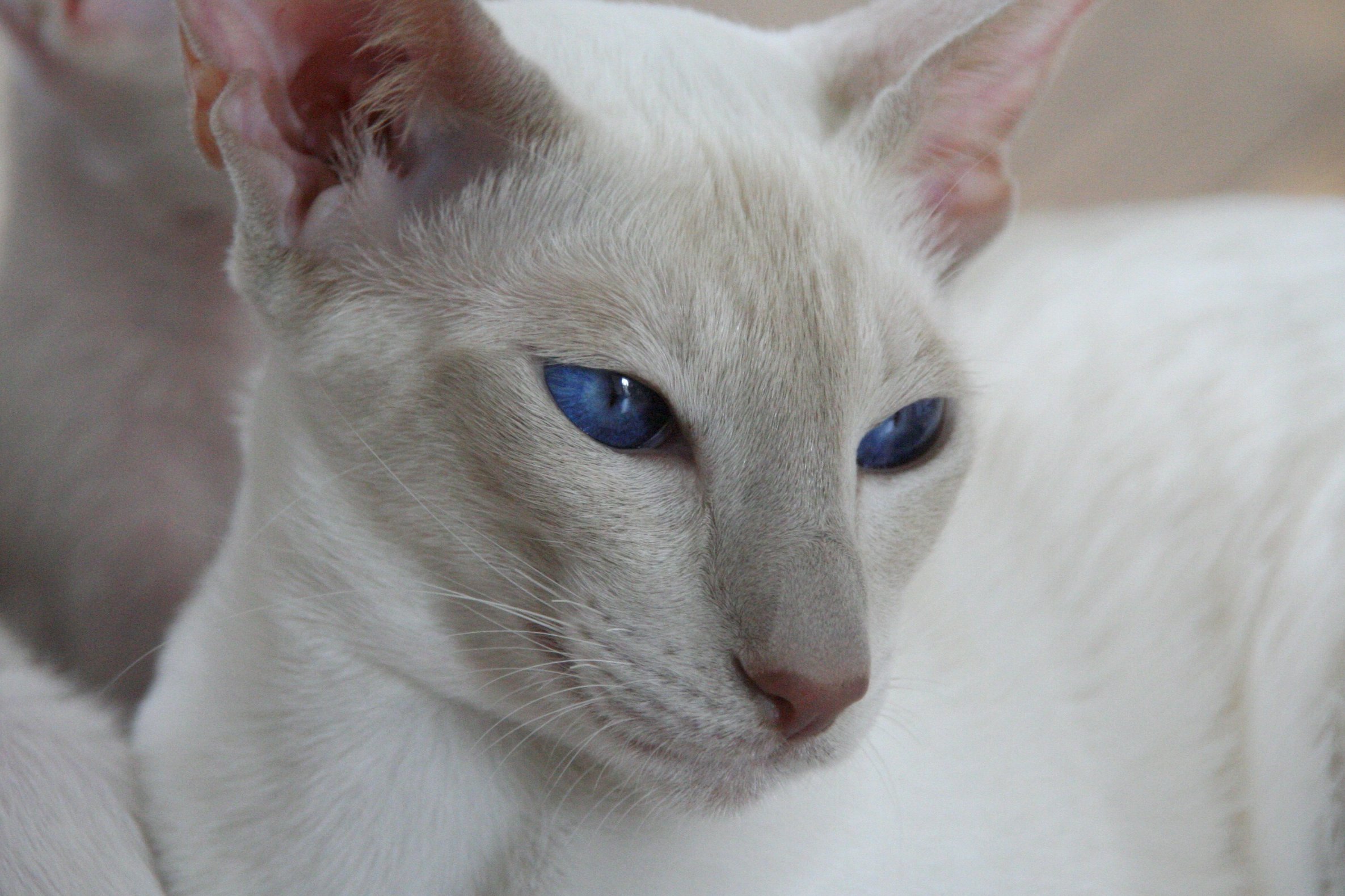 Kostenlose Bild Porträt Weiße Katze Niedlich Tier Blaue