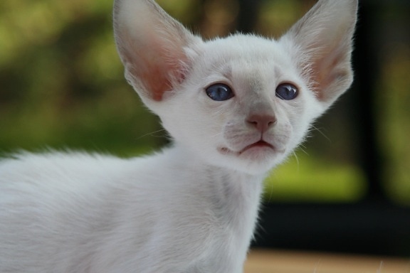 Cute, портрет, тварина, вітчизняний кіт, кошеня, молодий, хутро, котячих, білий