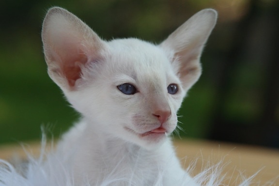 око, милий, портрет, тварина, домашньої кішки, білий кошеня, молодий, хутро, котячих